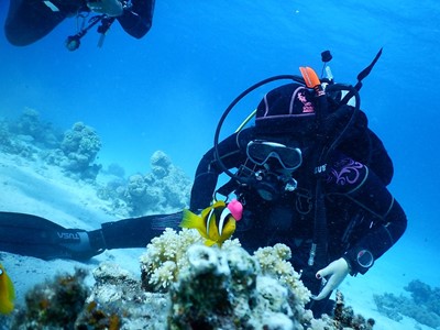 PADI open water diver